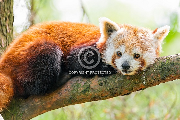 Red panda on the branch