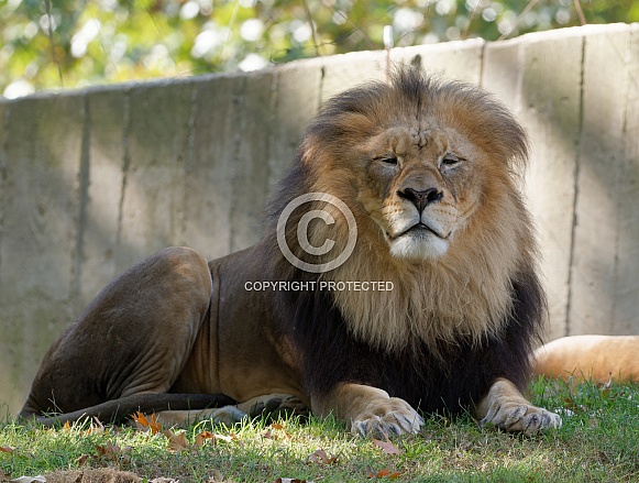 Male Lion