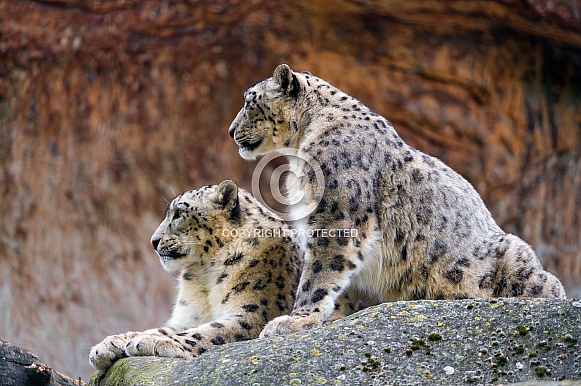 Pair of Snow Leopards