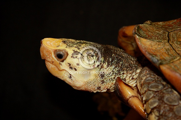 Sulawesi forest turtle (Leucocephalon yuwonoi)