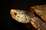 Sulawesi forest turtle (Leucocephalon yuwonoi)