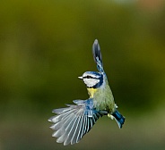 Blue tit in flight