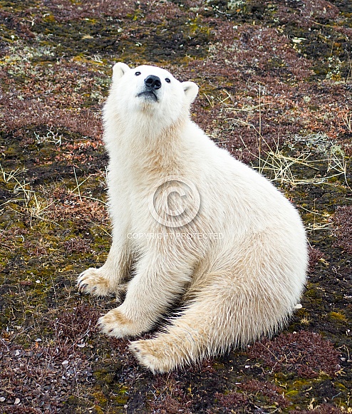 Wild Polar Bear Cub