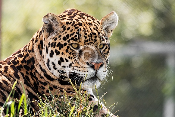 Jaguar Jaguar