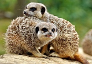 meerkat duo