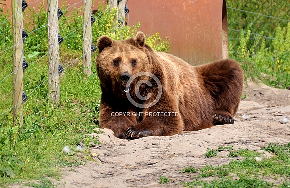 European Brown Bear European Brown Bear