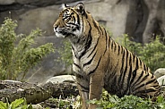 Sumatran Tiger Sitting Upright