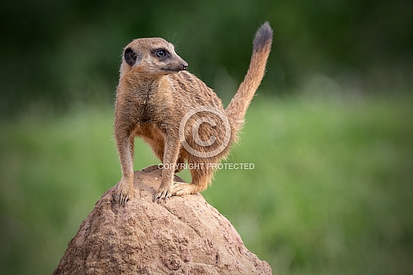 Meerkat Full Body Tail Up