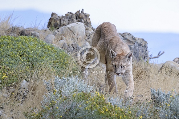 Puma (Puma concolor)