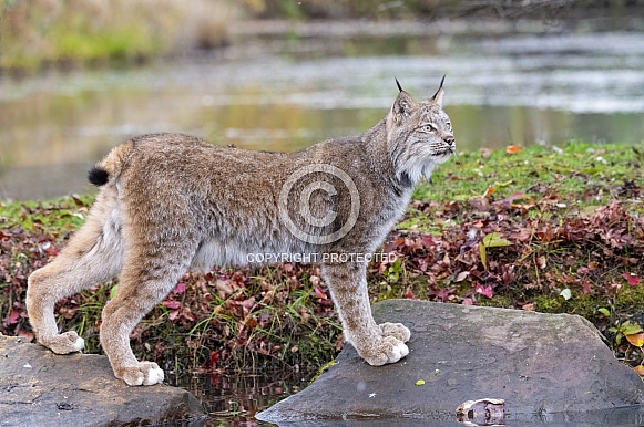 Canada Lynx (Male) Canada Lynx (Male)