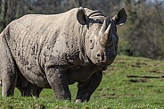 Black rhinoceros - Botswana