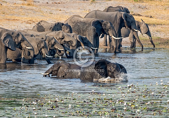 Elephant Herd