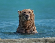 Female bear in a lake while fishing
