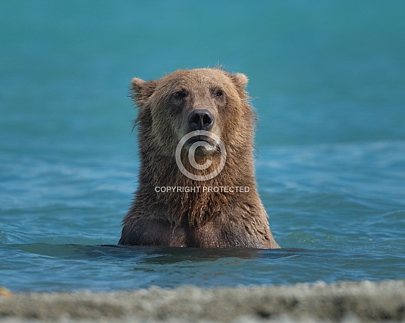 Female bear in a lake while fishing Female bear in a lake while fishing