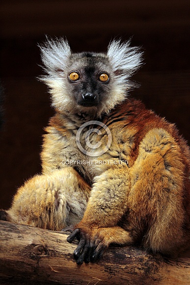 Black Lemur Female Black Lemur Female