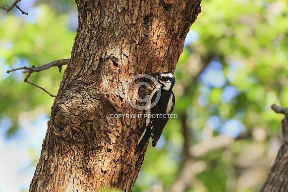 Downy Woodpecker Downy Woodpecker