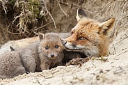 New born red fox
