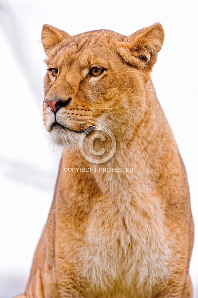 Lioness