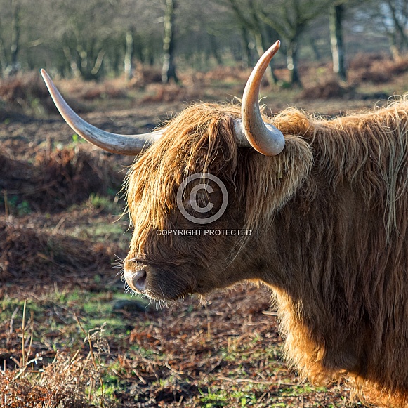 Highland cow