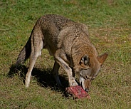 Red Wolf