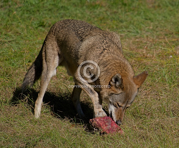 Red Wolf