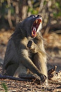 Chacma Baboon yawning - Botswana