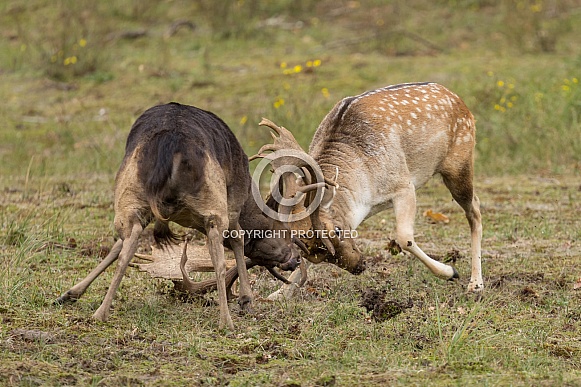 Fallow Deer Fallow Deer