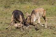 Fallow Deer