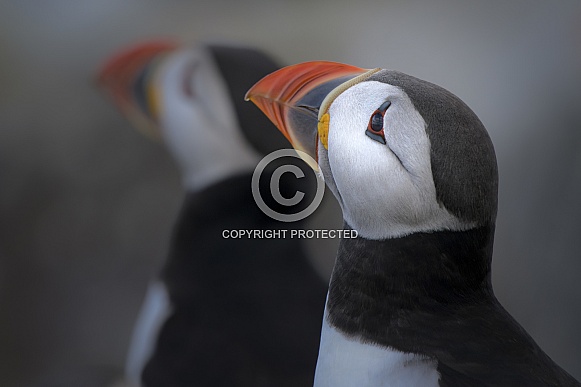 Atlantic Puffin