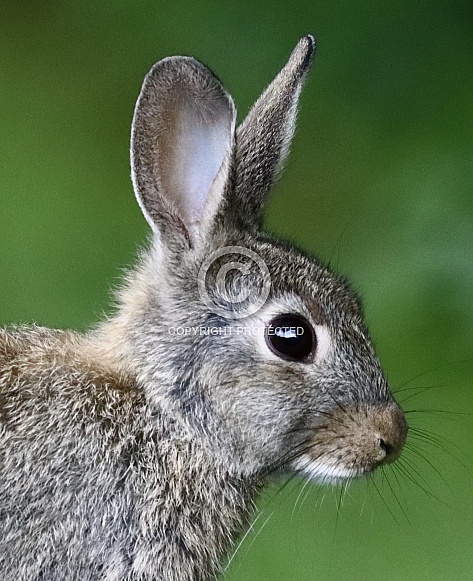 Wild Rabbit Portrait