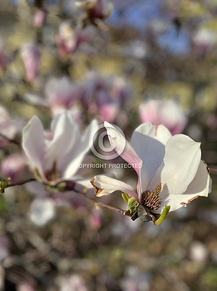 Magnolia