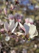 Magnolia