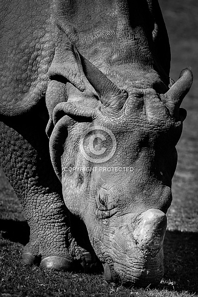 Indian Rhinoceros Indian Rhinoceros