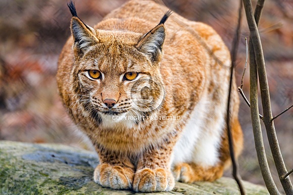 Lynx crouching
