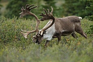 The reindeer or caribou (Rangifer tarandus)