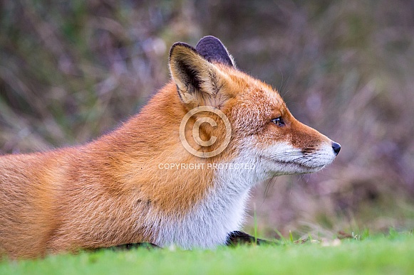 Red fox relaxing in the grass