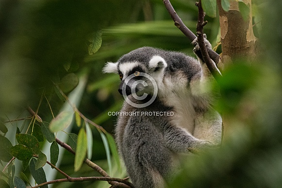 Ring tailed lemur Ring tailed lemur