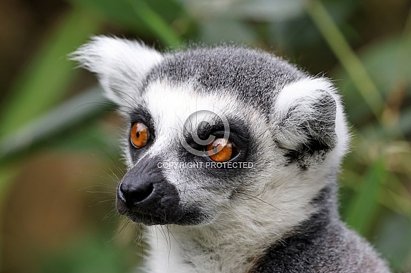 Ring-tailed lemur (lemur catta) Ring-tailed lemur (lemur catta)
