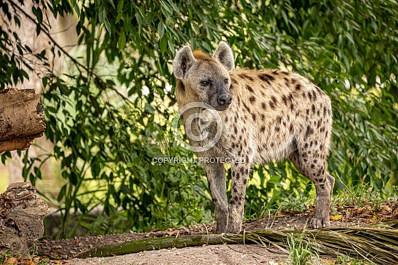 Spotted Laughing African Hyenas