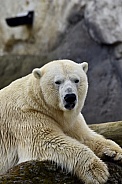 Polar Bear