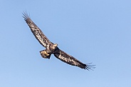 Juvenile American Bald Eagle