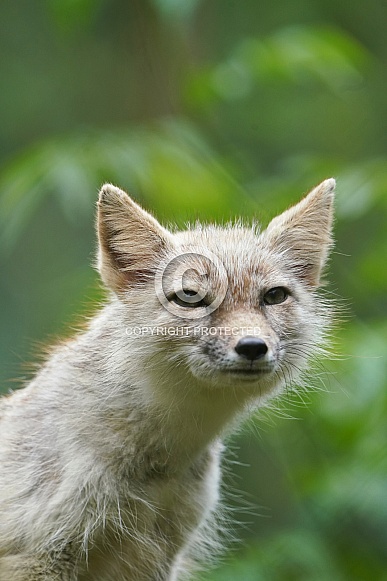 Corsac Fox