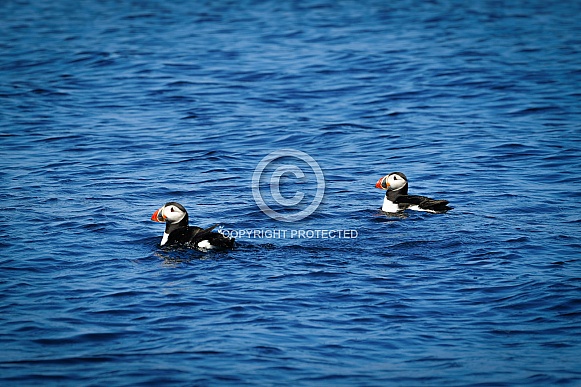 Two Puffins Swimming in the ocean Two Puffins Swimming in the ocean