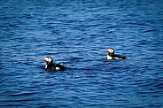 Two Puffins Swimming in the ocean