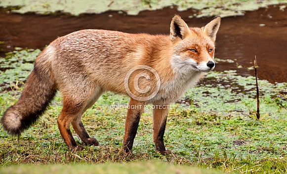 Red Fox