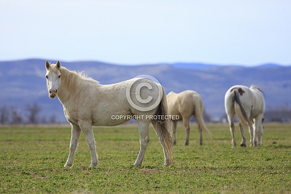 Wild Ranch Horses