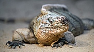 Exuma Island iguana
