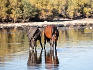 Wild horses at the river