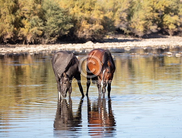 Wild horses at the river