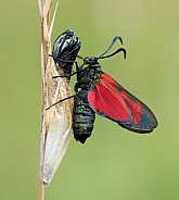 Six-spot Burnet moth